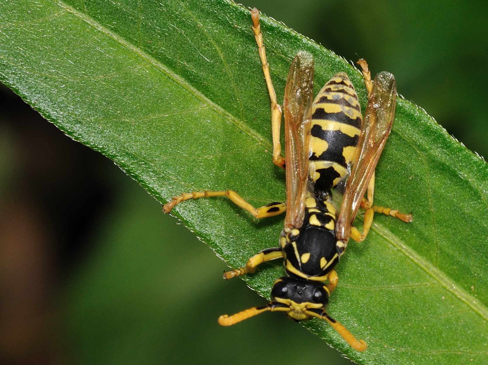 Polistes sp.